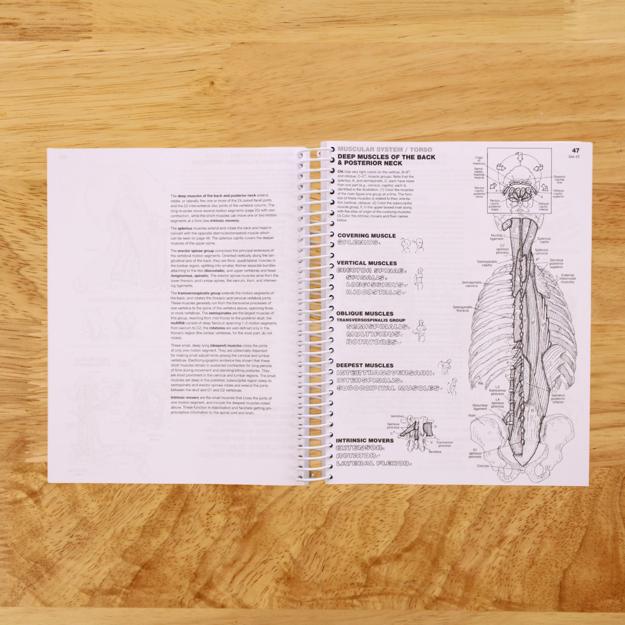 Anatomy Coloring Book