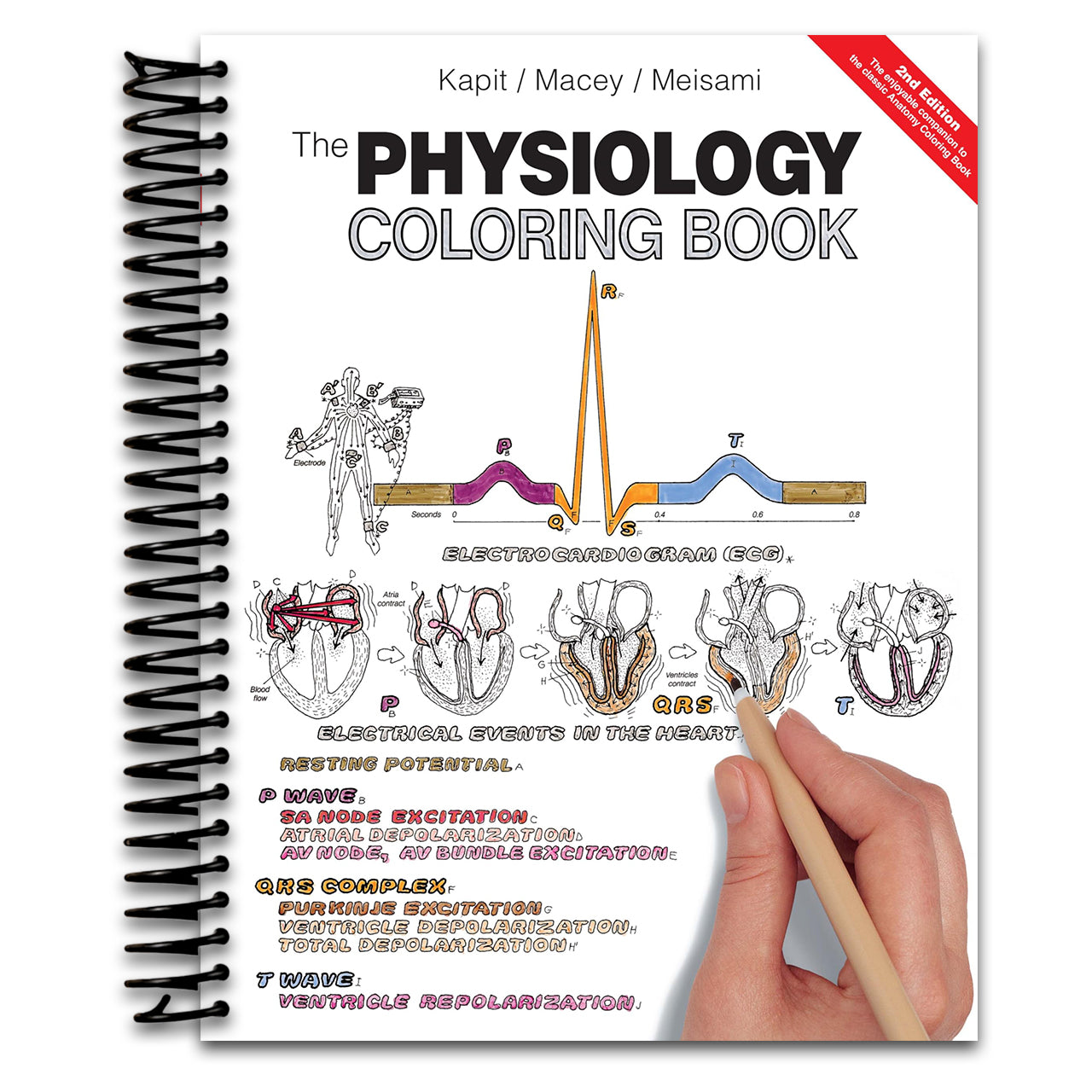 Physiology Coloring Book, The