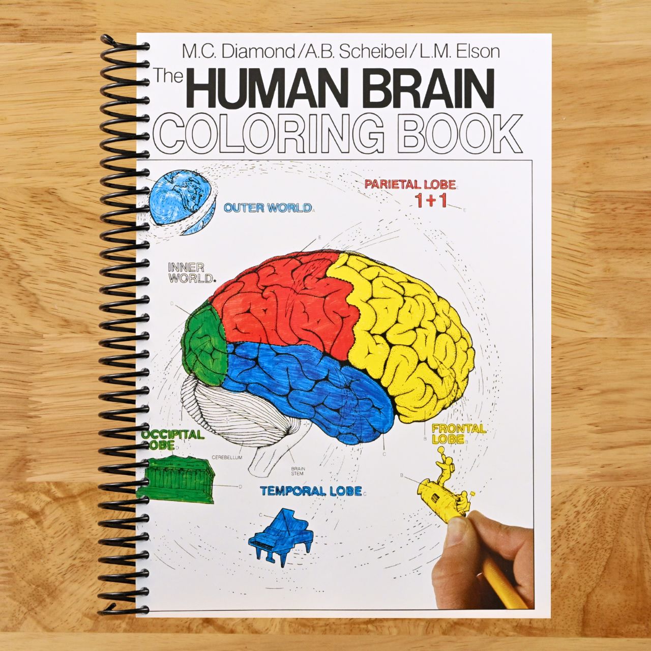 The Human Brain Coloring Book: A Coloring Book – An Interactive Guide to Neuroanatomy for Medical Students and Professionals (Coloring Concepts) (Spiral bound) Happy Coil spiral bound book