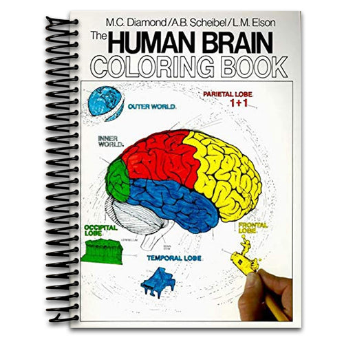 The Human Brain Coloring Book: A Coloring Book – An Interactive Guide to Neuroanatomy for Medical Students and Professionals (Coloring Concepts)   (Spiral bound)